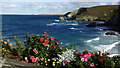 Flowers in garden above Trevaunance Cove near St Agnes in TR5 0RT