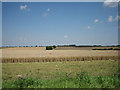 Horizontal wheat fields stretching to the horizon in NR19 2HZ