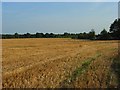 Harvested farmland, Shottesbrooke in SL6 3SB
