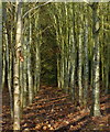 Woodland at the Fosse Meadows Country Park in LE10 3PW