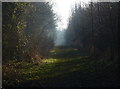 Path through Three Fields Plantation in LE10 3PW