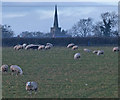 Sheep in a field near Sapcote in LE9 4JW