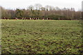 Grazing by the woodland in NN12 8RQ