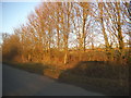 Trees by House Lane, Sandridge in Sandridge