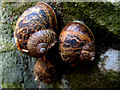 Snails on gravestone in NR21 7HX