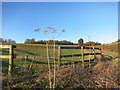 Field and Fence near Daffy Copse in RG17 0TL