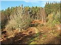 Forestry path towards Creag Ulladail in IV14 9AA