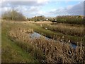 Lubbesthorpe Brook next to Watergate Lane in Braunstone in LE19 1XT