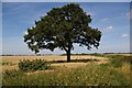 Arresting tree in field in PE38 0AX