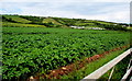 June crop in a field west of Penally in Penally Community