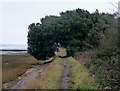 Thorney Island - Tree overhanging coastal footpath in West Thorney