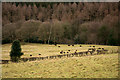 Woodland and field with sheep in NE16 6BL