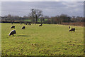 Sheep pasture near Berkswell in CV7 7BL