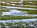 Frozen pond in a sheep field in SK17 9QL