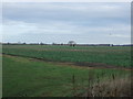 Fields off Little Lane, Watton in YO25 9AG
