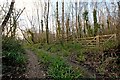 A track passing through Brake Plantation in EX31 3FJ