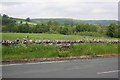 Fields and dry stone wall beside B6270 in DL11 6AE