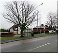 Tree and bus shelter at the SE edge of Flint in CH6 5GJ