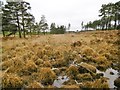 Morden, wet heathland in BH20 7DJ