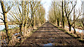 Trees flanking Lock's Lane in Geldeston