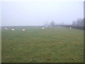 Sheep grazing near Highfield Farm in LS29 0JS