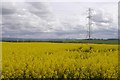 Oilseed rape near Elphinstone in EH33 2LZ