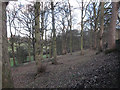 Woodland below Brier Knowl in WF14 8HG