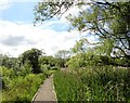 Boardwalk through the marsh in NE21 5NW