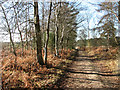 Birch trees beside a sandy path in Fritton and St. Olaves