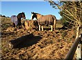 Horses at Feeding Station in CF34 9RB