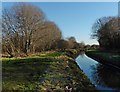 Drainage channel, Ham Wall RSPB Nature Reserve in BA16 9SE