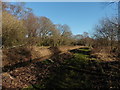 Footpath and drain, Ham Wall RSPB Nature Reserve in BA16 9SE