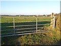 Gate into a field of sheep, west of Pennymoor in EX16 8LF
