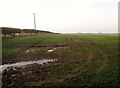 Field edge and winter barley from coastal footpath in YO25 8TT