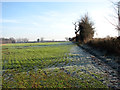 Frosty field boundary hedge in NR13 6NL