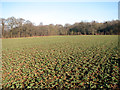 Crop field south of Long Belt in NR12 8ST