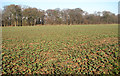 Brassica crop south of Long Belt in NR12 8ST
