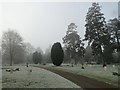 Colchester cemetery on a frosty & foggy morning in CO2 8PZ