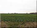 Arable Land next to Havannah Nature Reserve in NE13 9EX
