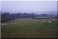 Sheep on a dull winter afternoon in BA5 1AP