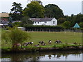 Canada geese next to the Grand Union Canal in HP1 2RU