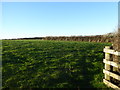 Field boundary near Lamedra Farm in PL26 6HU