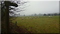 Sheep pasture, Lower Clent in DY9 9QA