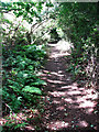 Shady path in Crostwight Heath in NR28 9NU