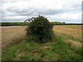 Hedgerow in NR28 9TS