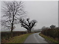 Old oak tree beside the lane in SY7 0PD