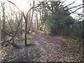 Sunlight and shadows, near Oxted in RH8 0HJ