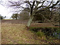 Footpath passes leaning tree by pond in BN5 9SS