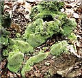 White moss in Flatropers Wood in TN31 6TJ