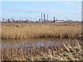 A corner of the Main Lake at RSPB Saltholme Bird Reserve in TS23 4EX